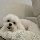 뽀송하개 | 강아지 기수분해간식 협성로하스 라디안트 트릿 후기