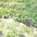 비산농장 이미지