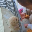 THE DOG SALON 이미지