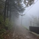 대관령 | 대관령 양떼목장 방문 후기