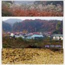 초천3리 Daum카페