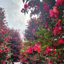 4공단로1R-27 | 윈드1947 동백정원 무료 관람 후기｜카트 타며 즐긴 겨울 제주