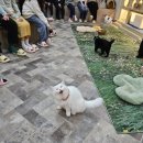 딜리셔스컵 | [서울/홍대] 고양이카페 겸 방탈출카페 루프캣미 홍대점 다녀온 후기