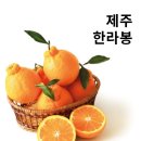 강남과일