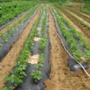 알파농장 이미지