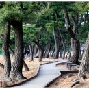 해송 이미지