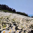 들꽃 - 춘천시 효석로9번길 9 | 들꽃