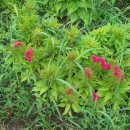 비젼농장 이미지