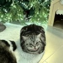 고영주택 | 인스타 감성 가득한 고양이 좋아한다면 꼭 방문해야할 ‘고영주택’ 방문후기🐱