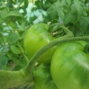 금순 농장 이미지