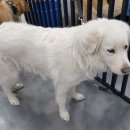 골든셀프워시 이미지