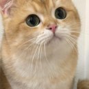 고양이카페 루프캣미 명동점 이미지