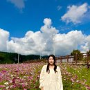 도담행복마을 | 가을 국내 여행지 추천 충북 단양 도담정원 무료 꽃구경