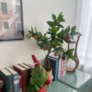 오야 | 안산 두쫀쿠 맛집 카페 오야 내돈내산 후기