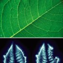 [식품과 의약의 도를 말하다 (16) | 나뭇잎 치료법] 나뭇잎이 지닌 생명력으로 심신의 병 치료 - 최진규 한국토종약초연구학회 회장 이미지