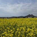 산방연대 | 제주 산방산 유채꽃 용머리해안, 하멜기념비, 소색채본 주변 다녀온 후기 260228