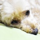 푸들사랑 이미지