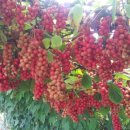 장수농원 이미지