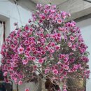 DJ 당구장 이미지