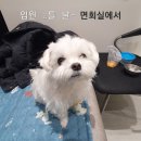 디디동물병원