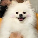 CU 신호점 | 장 보는 강아지와 고양이 부산 신호점에 털 미용하러 다녀왔습니다 :)