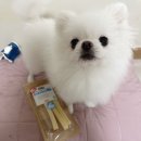 송로축산 | 강아지 간식[스위스카워즈]치즈바 럭키는 처음 먹어봤어요.