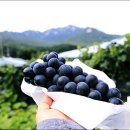 연진농장 이미지