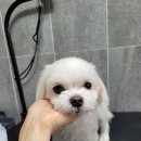 보라애견미용실 이미지