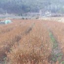 죽청마을 이미지