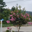 배룡농장 Daum카페