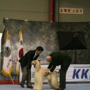 퍼피프린스 이미지