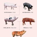 백돼지팜 이미지