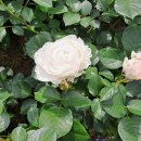 순결 - 하얀 장미꽃 이미지