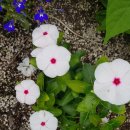 복동농장 이미지