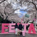 수원-1091 | 4월의 어느날 경주, 벚꽃축제