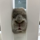 닥터베이직랩 | 라유돌 와바미랩의 연구원이 되다?!