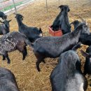 거산농장 이미지