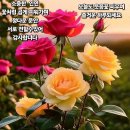 도남 Daum카페