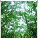 철정밧데리 | 보하천사의 2010 피서 방법(2)_당일 피서_아침가리골 트레킹(2010.08.14 토요일)