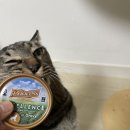 프린세스 캣 이미지