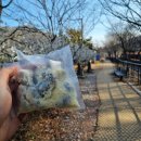 북면178 | 강원도 특산물 떡주니떡방 블루베리인절미 후기, 방부제 없이 만든 인제쌀떡 맛집