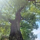 자인계정숲 이미지