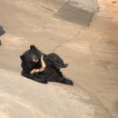 데구르르 이미지