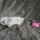 빛고을애견샵 이미지