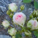 위드미미 이미지