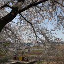 영산강 벚꽃2 이미지