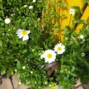 샘터휴양펜션 이미지