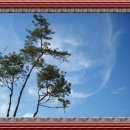 솔방솔방 이미지