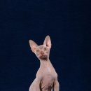 멋진 고양이 이미지