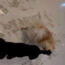 치즈 애견유치원&애견호텔 이미지